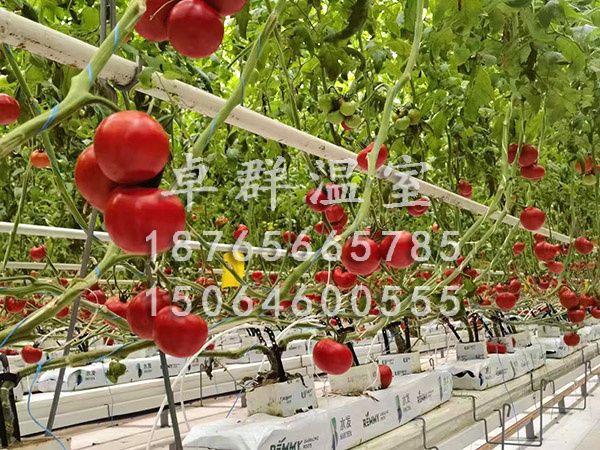 湖北恩施野三觀無(wú)土栽培